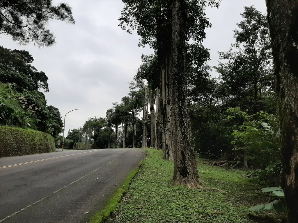 臺北大縱走7：家鄉的茶園開滿花 閃閃的淚光魯冰花_822147