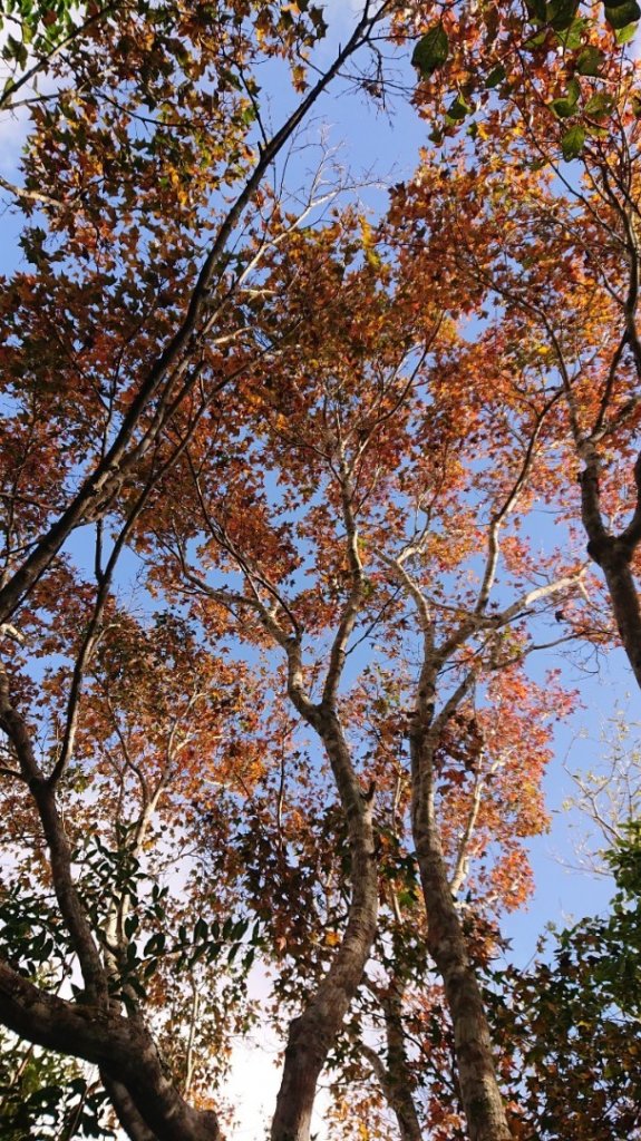 馬那邦山O走_2370149