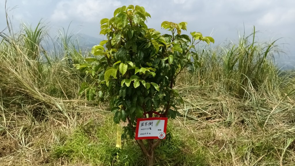 雙溪區不厭亭-牡丹山-金瓜石福德-樹梅坪-不厭亭-金字碑探幽亭-三貂崙-不厭亭8字走封面圖