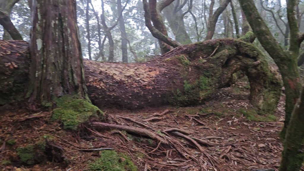 翩翩起舞的塔曼山_2363669