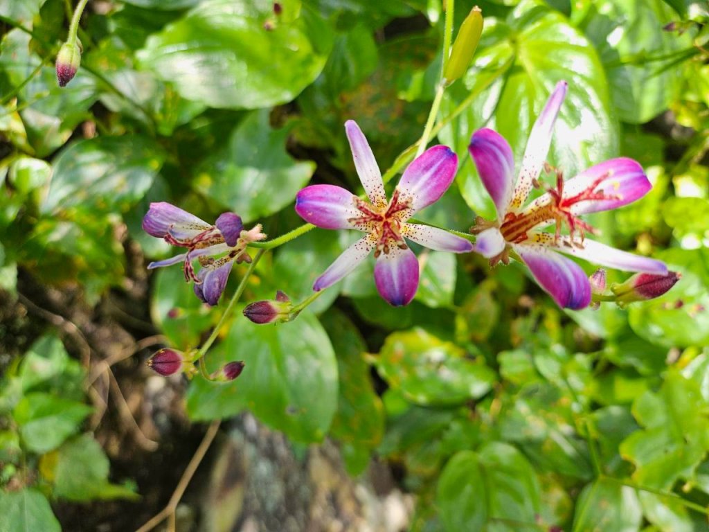 20260929泰武 虻彈山 桑留守山O繞封面圖