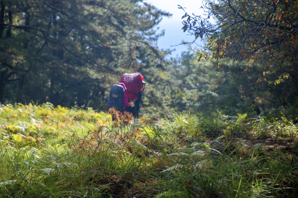 大小劍-油婆蘭全紀錄_2674198
