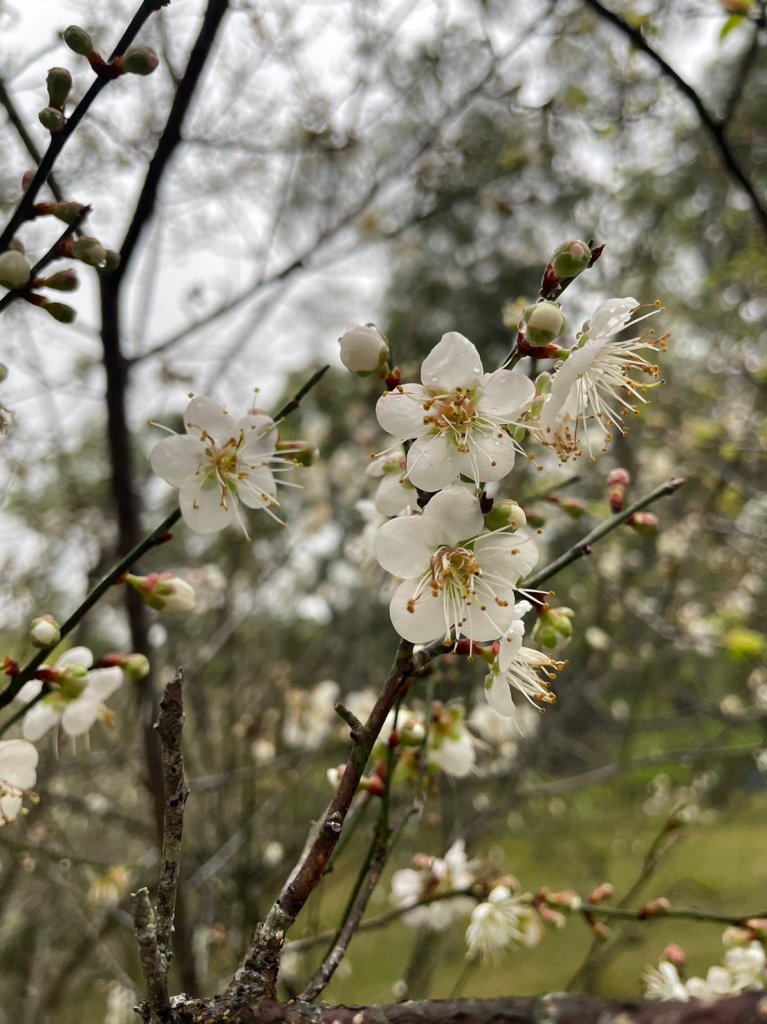 夫婦山封面圖