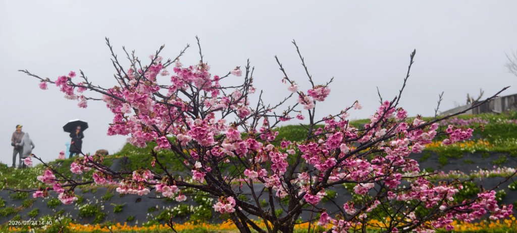 #平菁街 #鵝尾山梯田 #廣佑聖王廟 #寒櫻巷 #夕陽 1/24&25_2987049