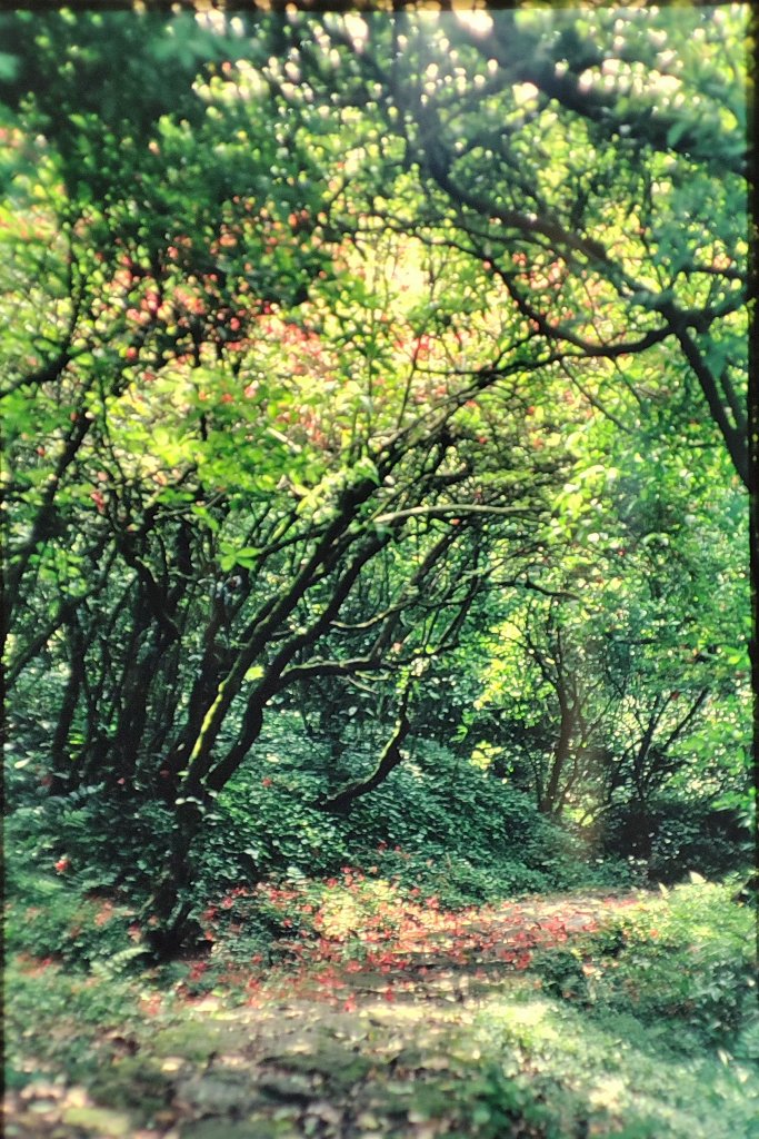 大屯山／二子山_1966192