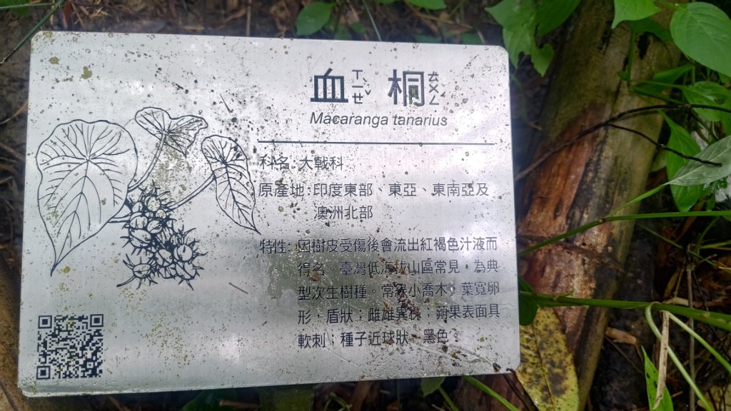 蘭潭後山步道紅毛埤山_2599670