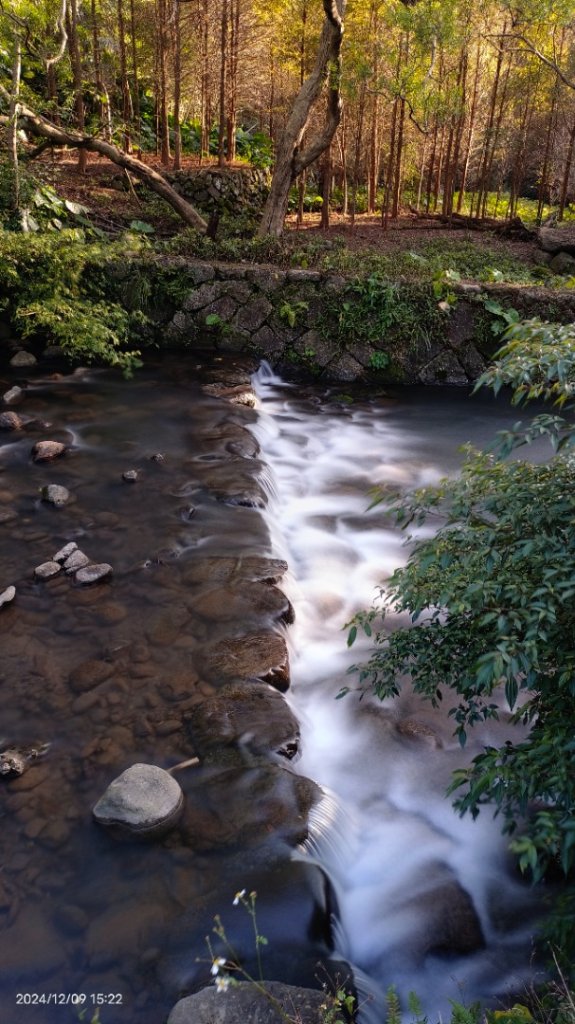 永公路落羽松/菁碧溪潺潺流水&至善路楓香紅了！_2666415