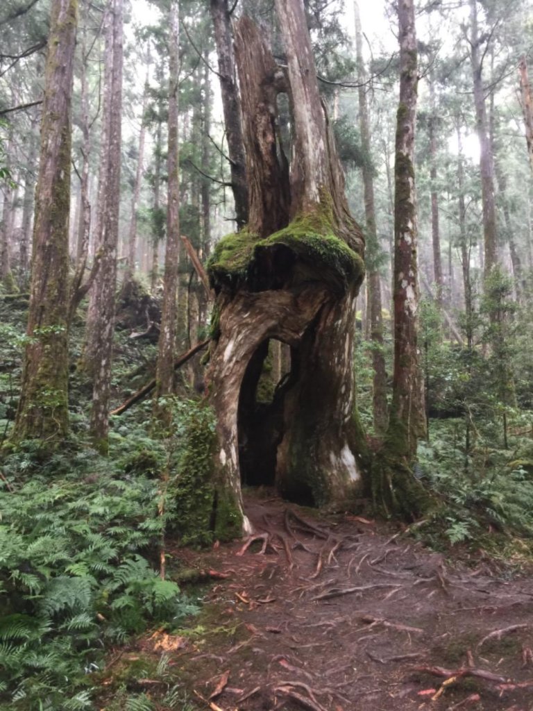 茂興車站山地運材軌道_482936