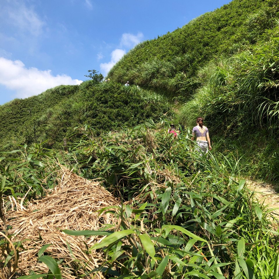 20200712 三角崙山（抹茶山）_1030923