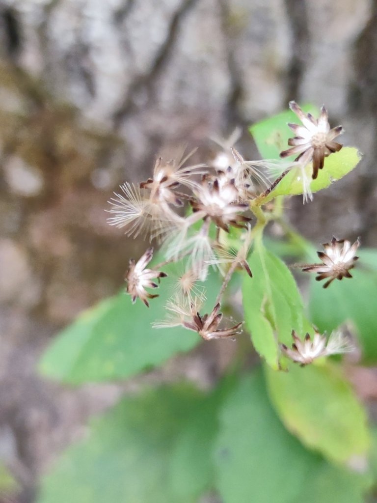 霞喀羅古道全線解鎖（石鹿到養老）_2961033