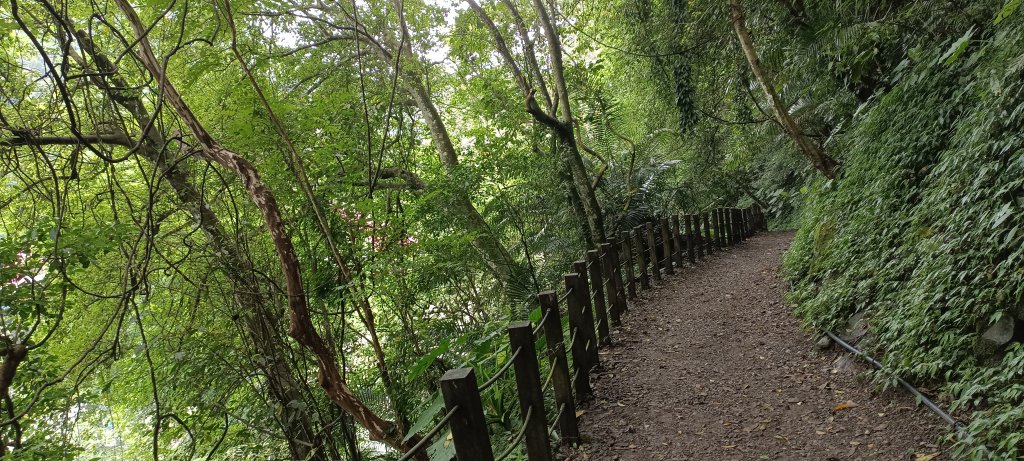 20240608_馬胎古道_2527825