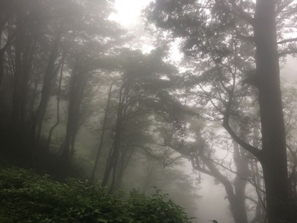 觀霧檜山巨木森林步道_171698