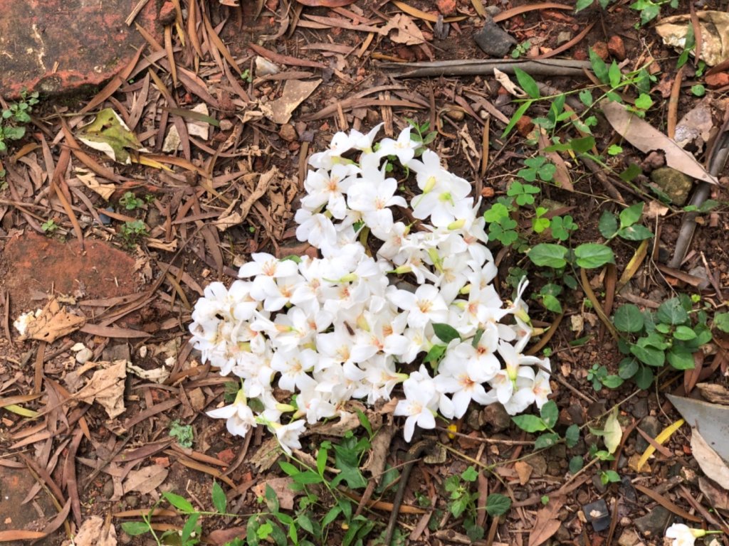 20190427羊稠坑的五月雪封面圖