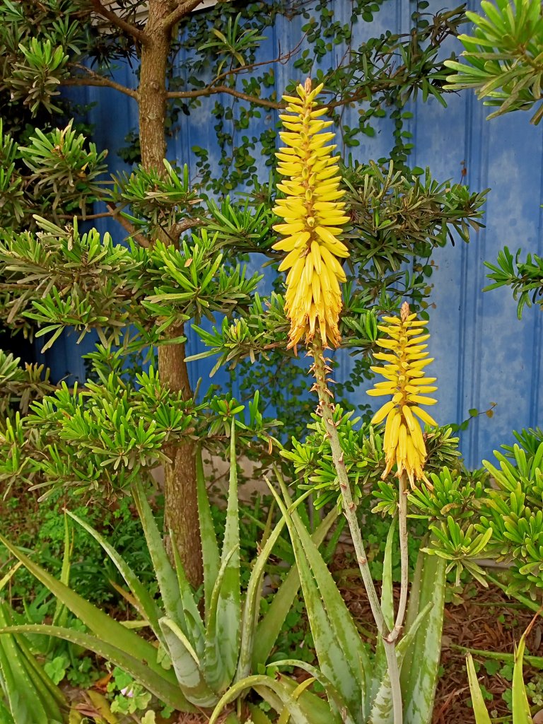 從新（心）出發遊蘆竹 - 横坑山、大古山_1317824