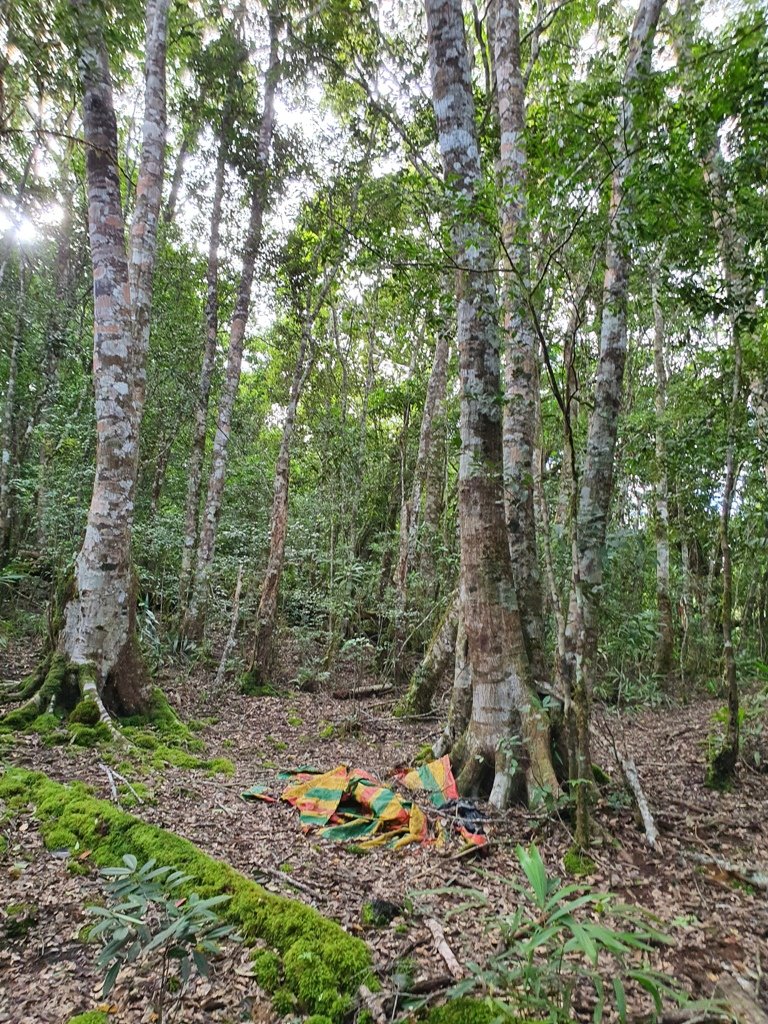 【花蓮富里】 海岸三雄-新港山我來了~_1146219