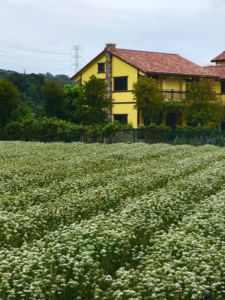 2018-0915大溪韭菜花田_414695