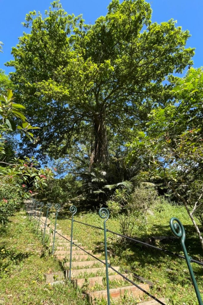 知本國家森林步道群封面圖