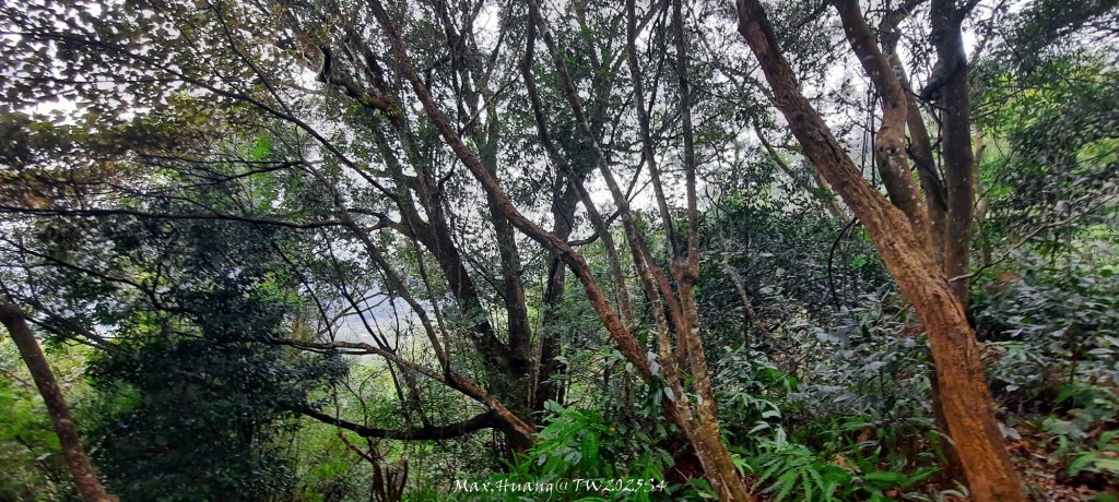 《苗栗》霧雨寒流｜三義三角山步道20251225_2969206