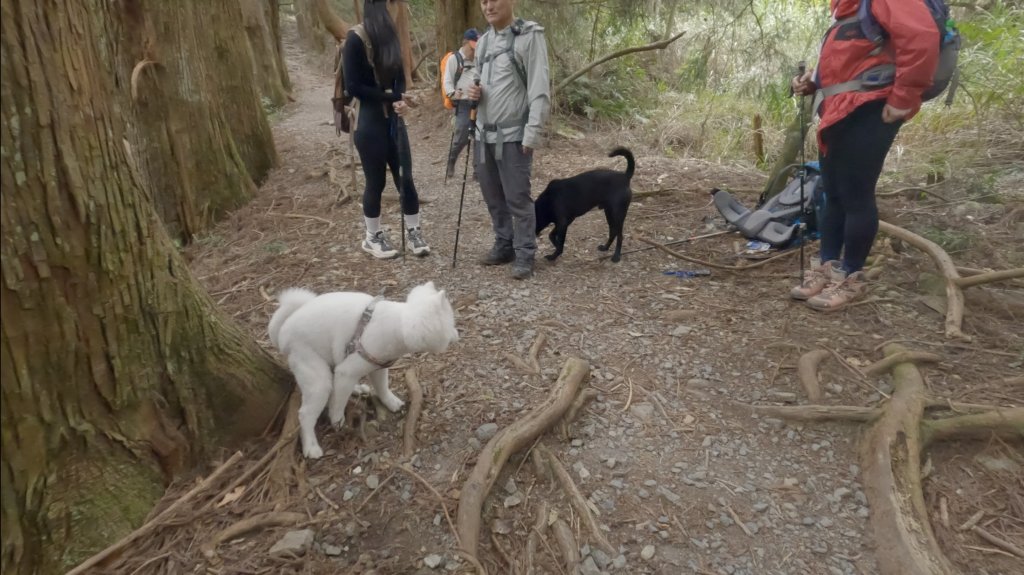 全家一起爬馬崙山順便上馬白稜線藏水 2024.3.28_2468353