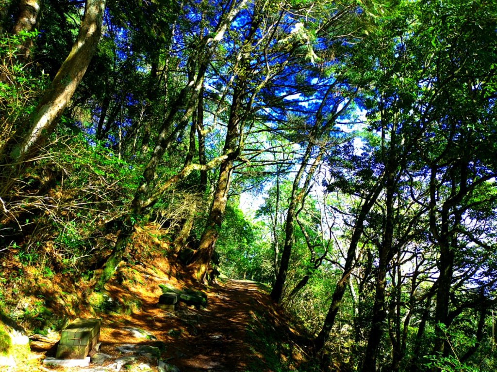 檜山巨木群步道_1662829