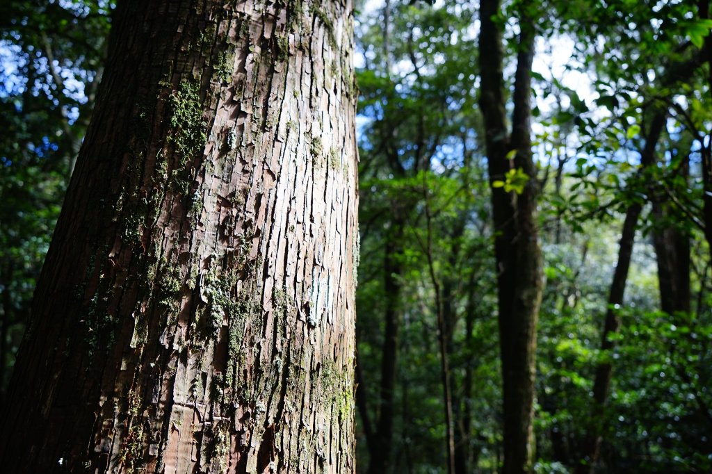 新竹關西鎮 水田林道之貴妃&那結山連走_1539710