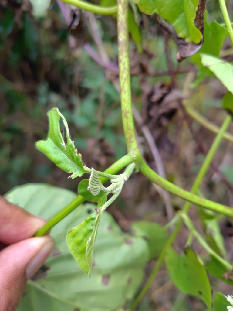 大棟山系南段 水利古道西口 上 竹高崙山 連走 鳥子嶺 坑仔內山 大崖山 下 龍目井農場_2953125