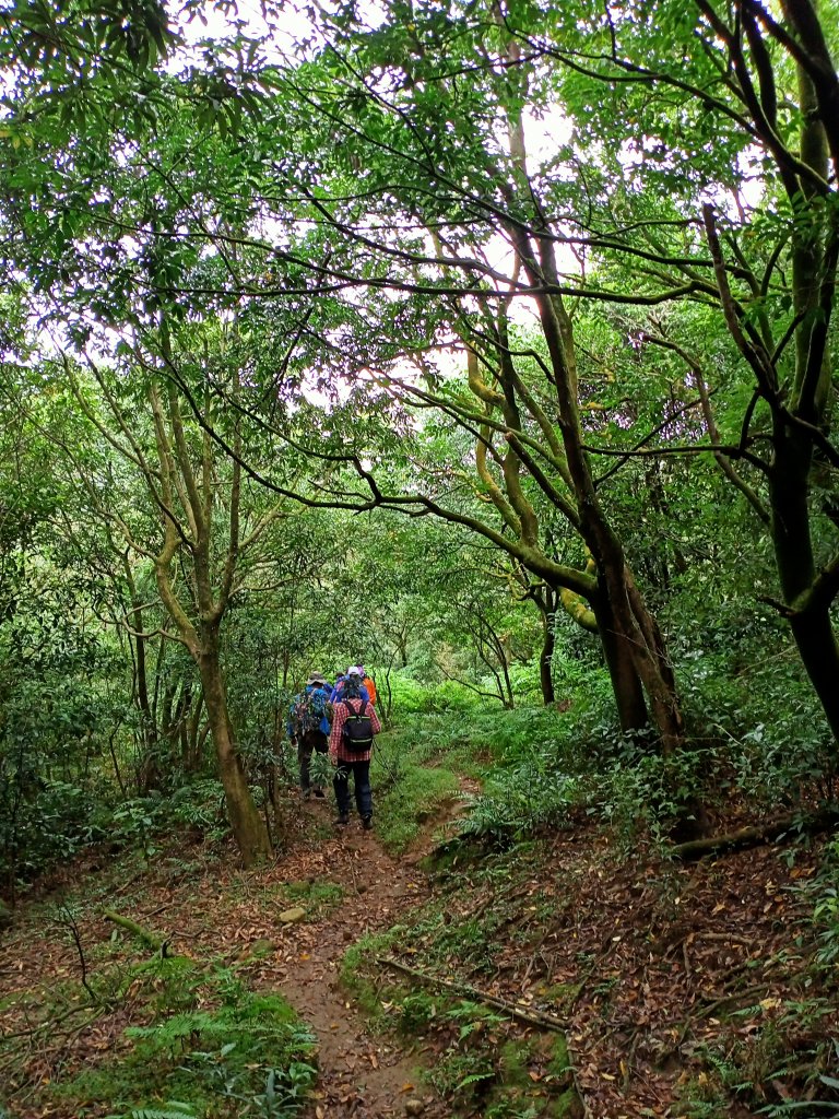 擎天崗→磺嘴山生態保護區→磺嘴山 H912m→翠翠谷→榮潤古道→內雙溪古道→擎天崗環形步道_1489270