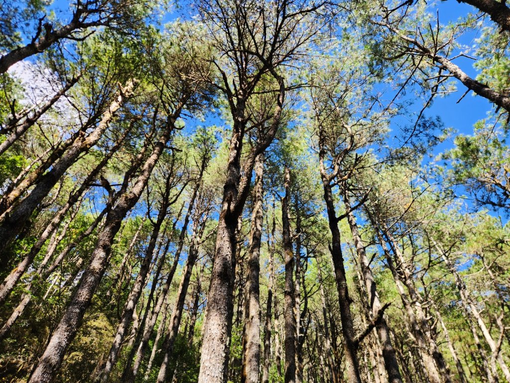 【中級山縱走】羅馬縱走，走進神木的夢幻童話森林世界_2943206