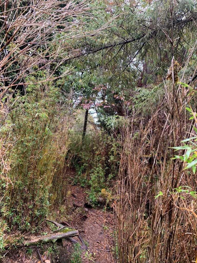 南投縣信義鄉西巒大山（百岳）_1535449