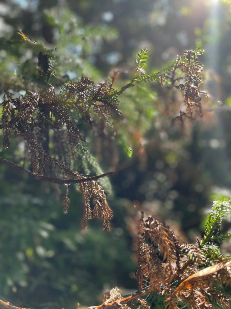 獅熊縱走_1923047