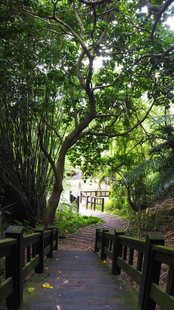 《台中》后里泰安登山步道20200614_996836