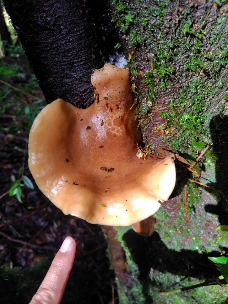 稍來小雪山國家步道、船型山、鞍馬山、鞍馬山東北峰、天池、雪山神木_2799671