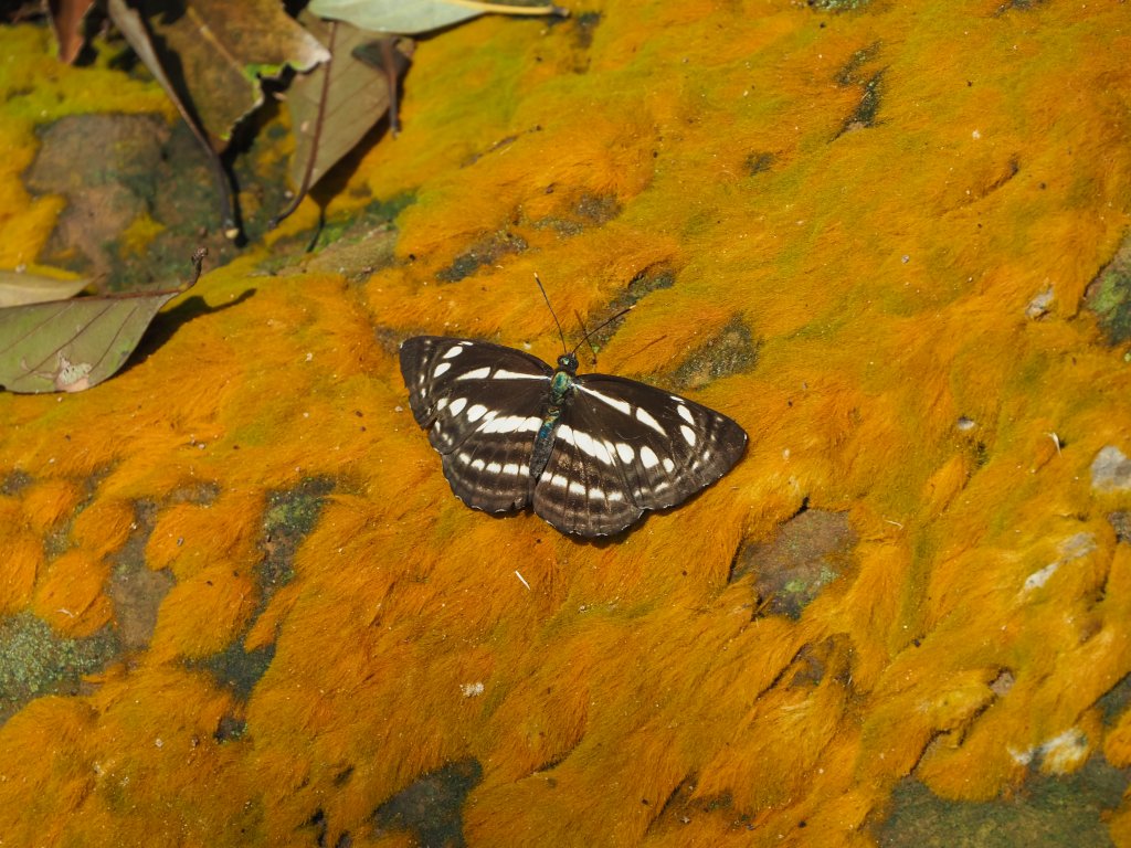 [台北]內湖金面山_564068