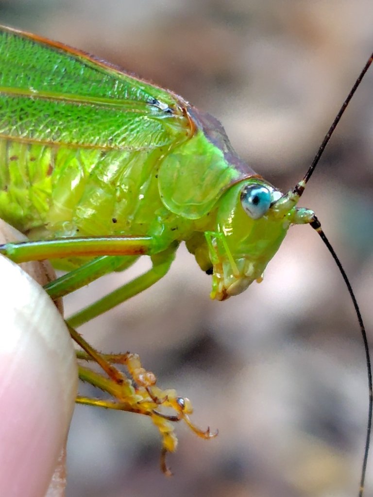 多納六秀 屯子山 安通吊橋封面圖