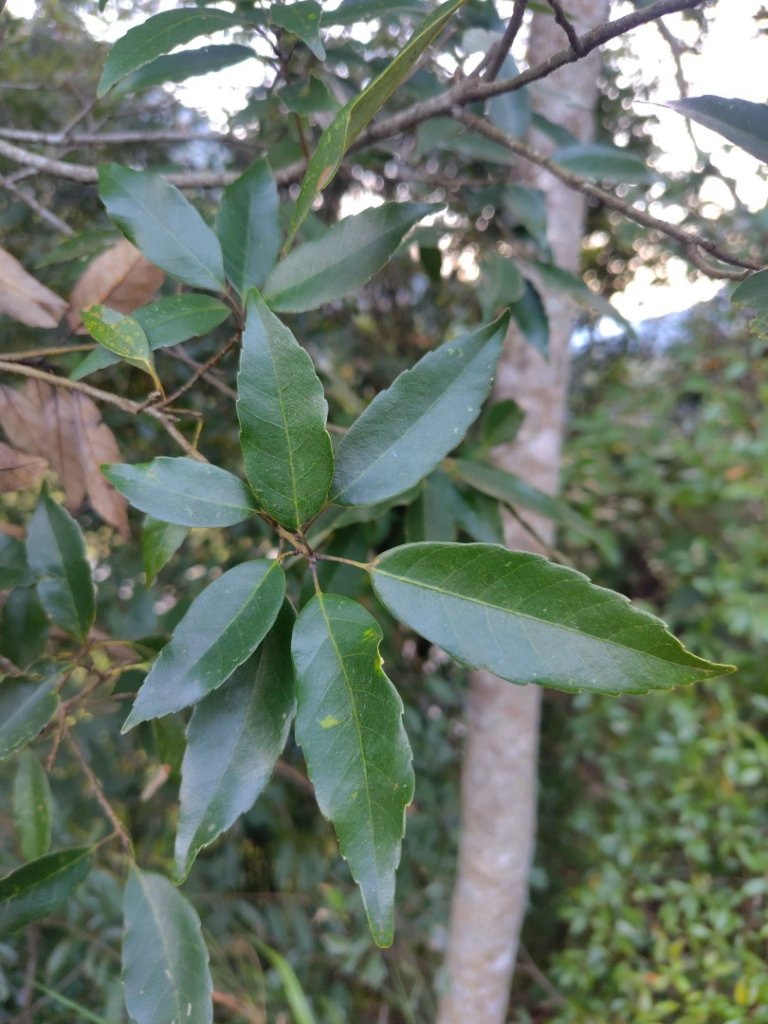 唐麻丹山 蝴蝶谷_2918778