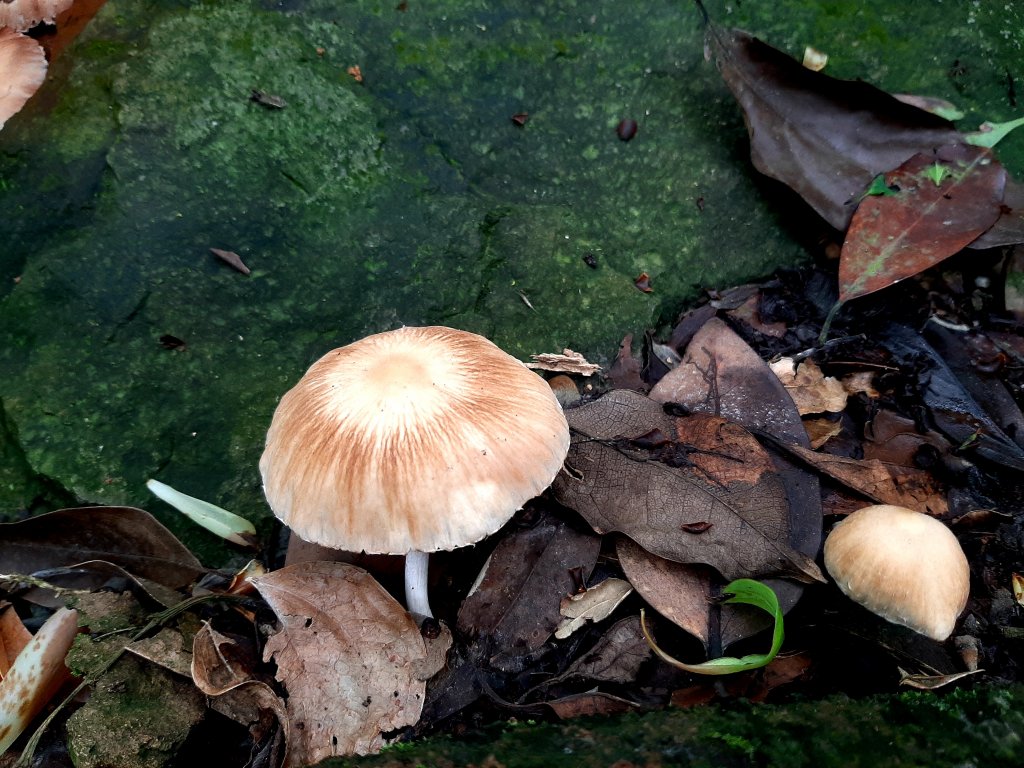 走遍陽明山：擎天崗系｜景遠心自闊，潺潺溪水聲洗去一身憂_2113858