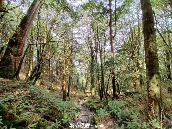 【台中和平】在虐腳的陡上中持續前進。 谷關七雄-八仙山主峰步道_2367728