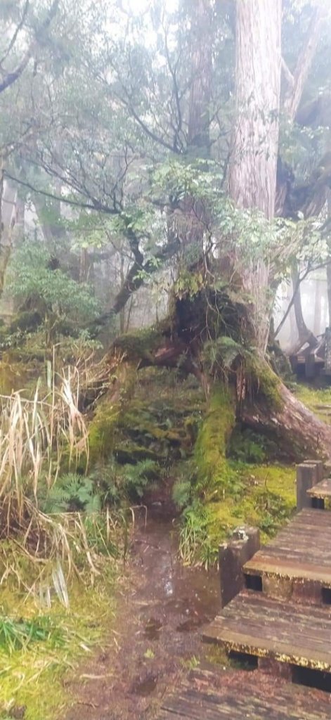 見晴懷古步道 -- 霧茫茫的景色_1318687