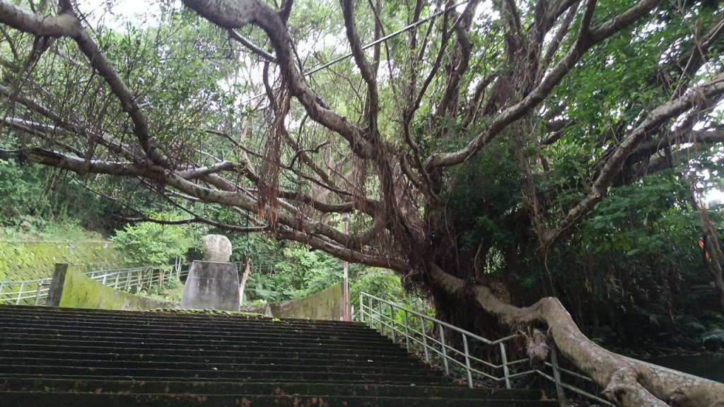 20250607 新竹竹東三山(樹杞林山 - 新具庄山 - 員崠子山)  O型_2808965