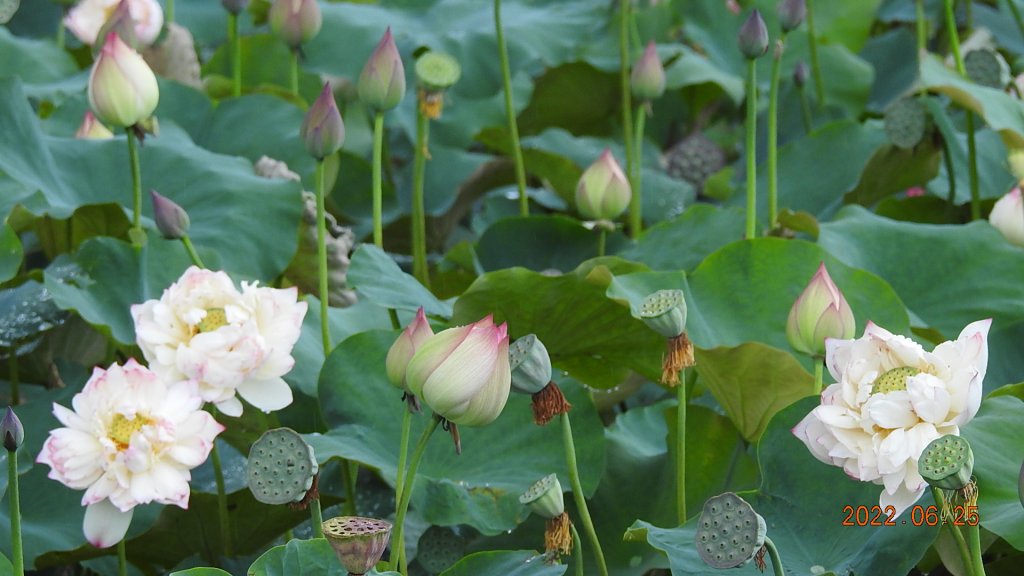 雲山水花鳥蝶-天龍國阿伯的日常6/25&26_1744258