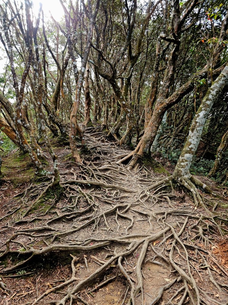 北得拉曼巨木步道-新竹縣尖石鄉_2663522