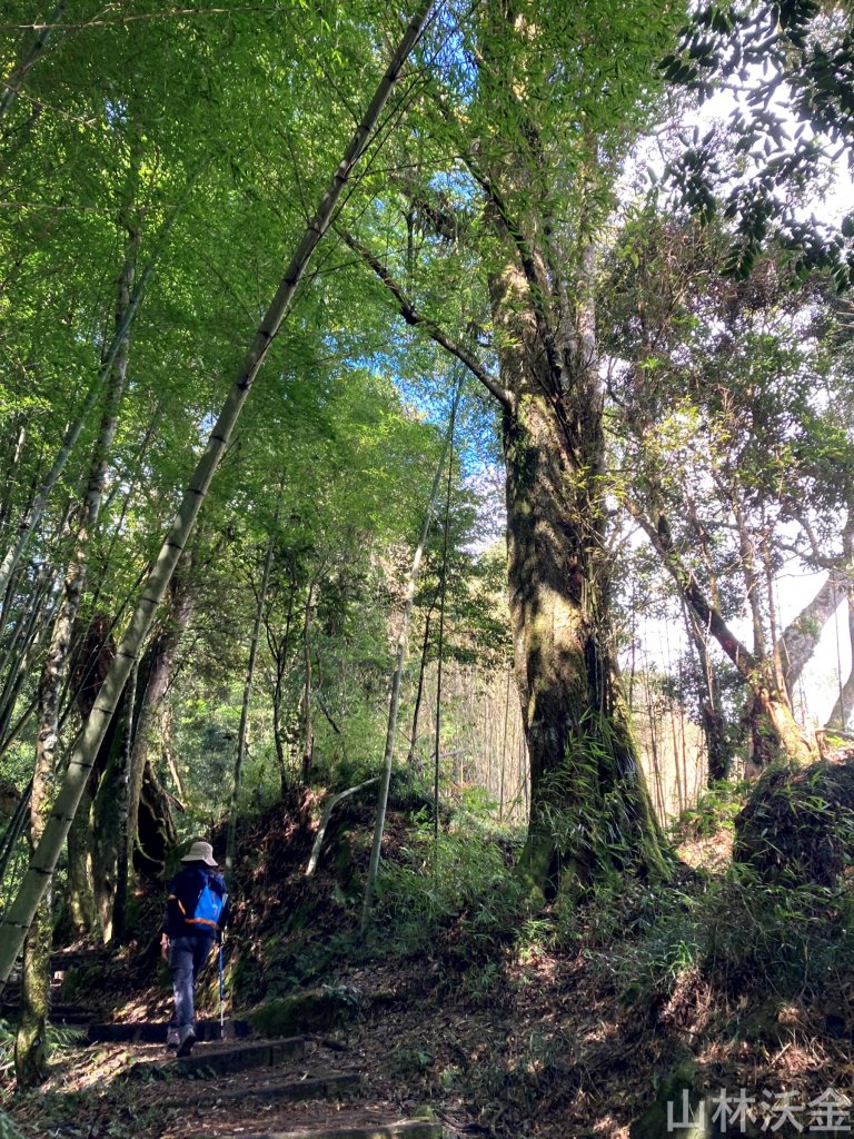2023-10-29 頂湖直上大凍山_2330902