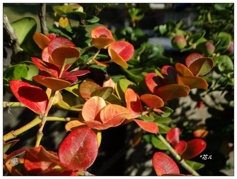 大坑地震公園/卡利撒紅果_1285868