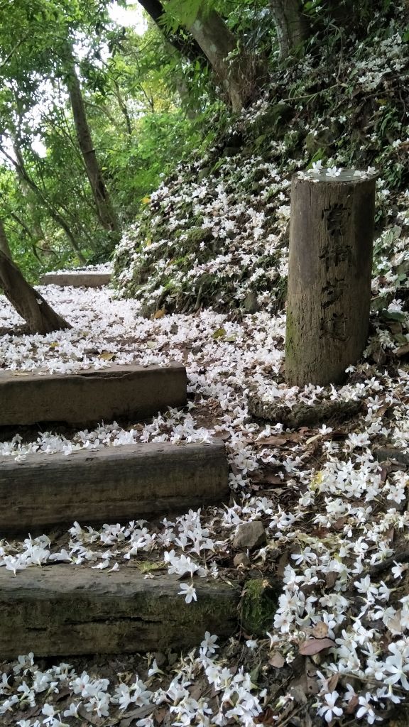 20170509土城賞桐步道封面圖