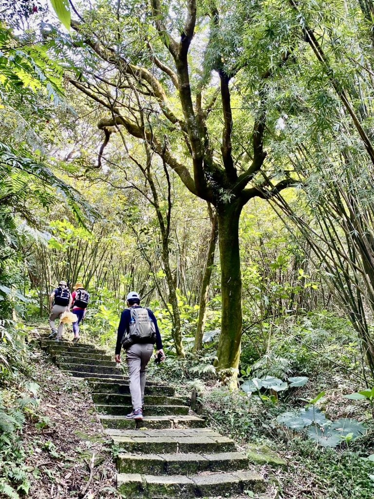 《中正山 × 紗帽山｜穿越北投古道與山林的一日縱走！》_2935027