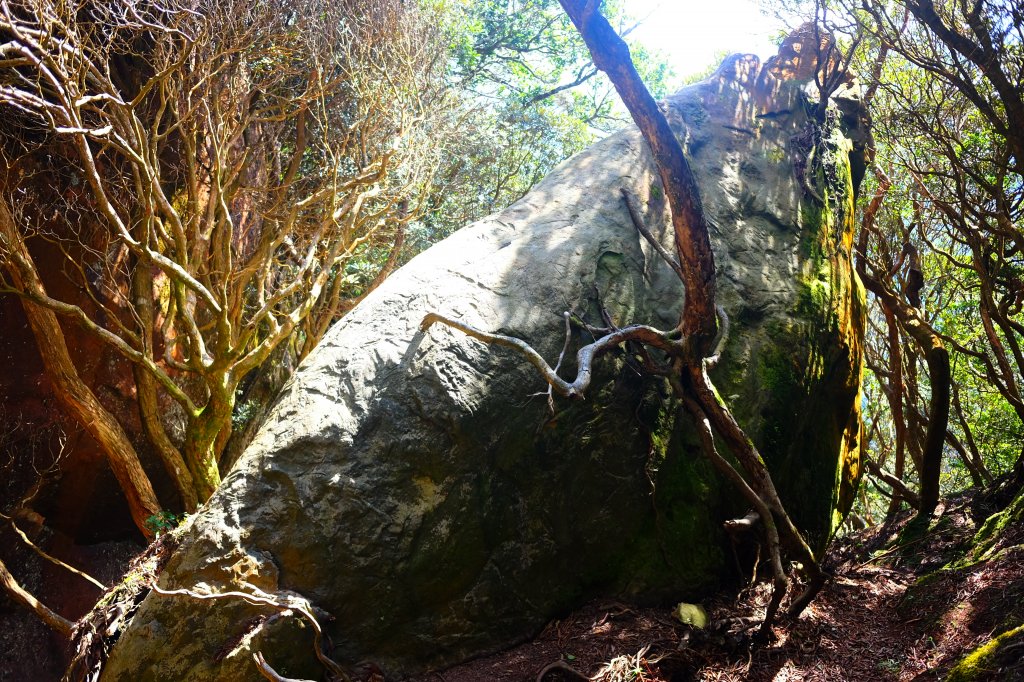 光影森林-那結山縱走貴妃山_773703