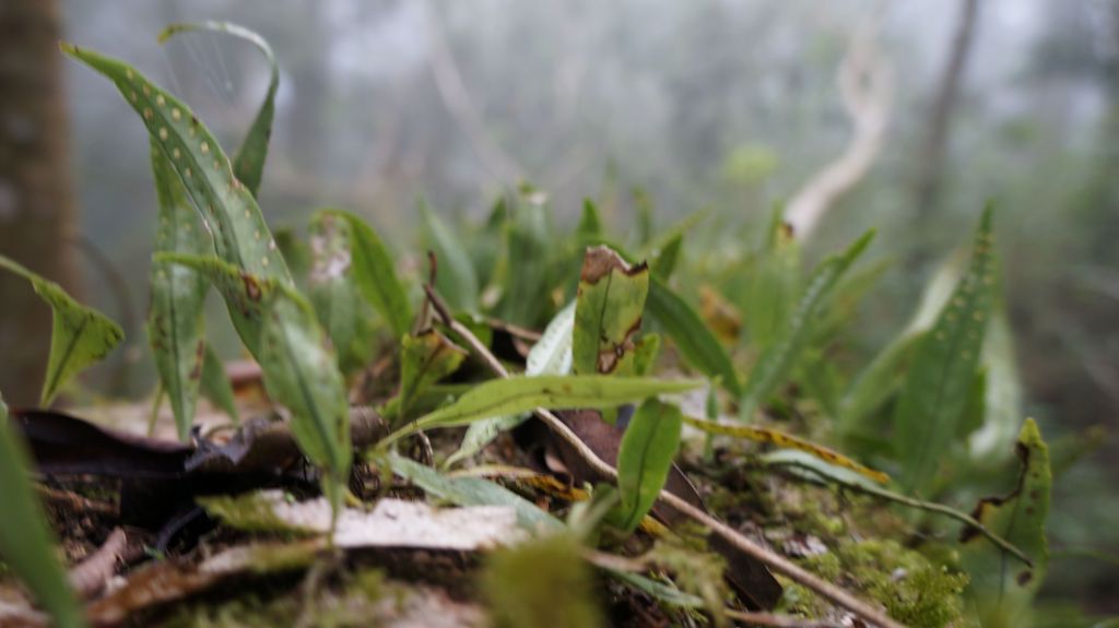 鵝公髻山之花_400646