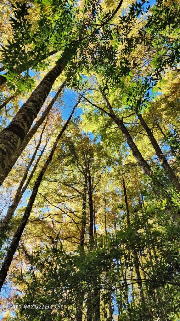 2022霞喀羅古道精華段/養老-白石吊橋賞🍁楓趣_1970435
