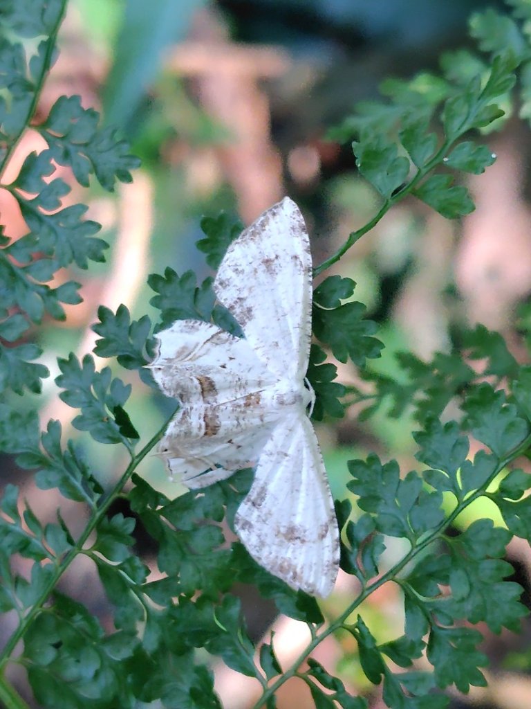 南東眼山連走有勝山_2918693