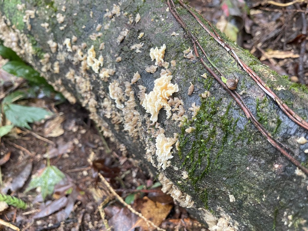 20221010日湯真山_2040437